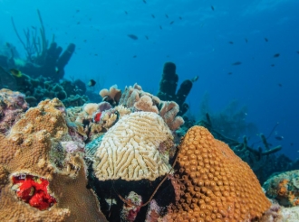 Blue Marine Foundation ta lansa un colaboracion nobo cu Dutch Caribbean Nature Alliance