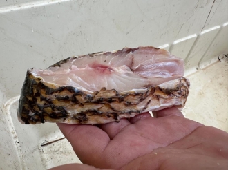Esaki ta un mochi di pisca ‘Bastobers’