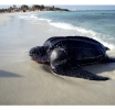 Investigacion ta alerta riba impacto di contaminacion di luz riba turtuganan marino na Aruba