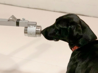 Cachonan por hole y detecta Covid-19 cu precision impresionante